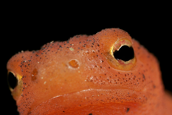 Red Eft - 1