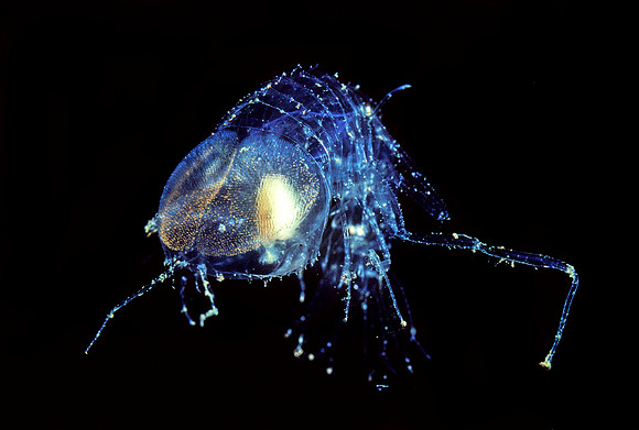 Transparent Amphipod - 3