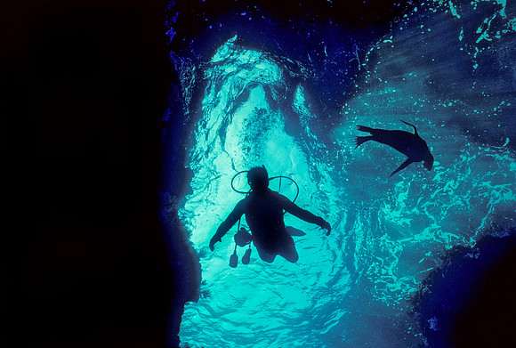 Diver & Sea Lion