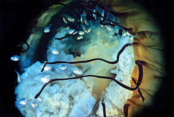Butterfish & Sea Nettle - 3