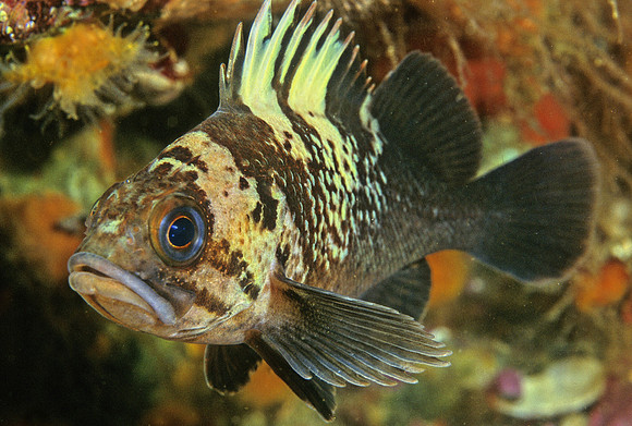 Quillback Rockfish