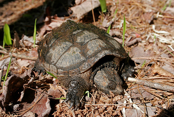 Snapping Turtle - 7