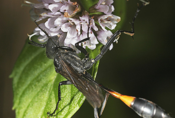 Thread-wasted Wasp - 1