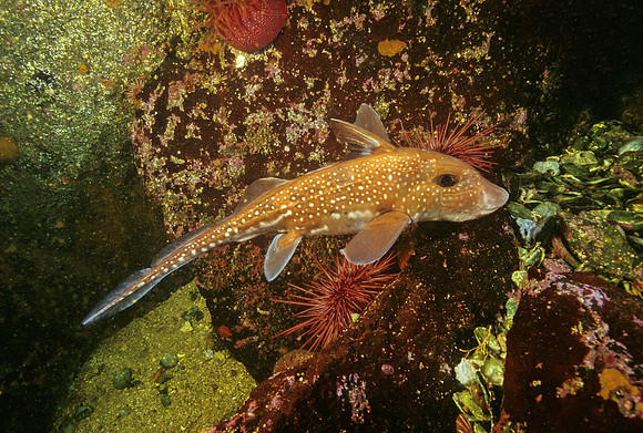 Ratfish - 2
