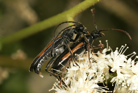 Flower Longhorn Beetles Mating - 2