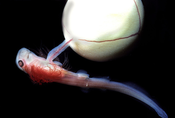 Swell Shark Embryo