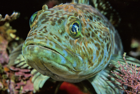 Lingcod - 1