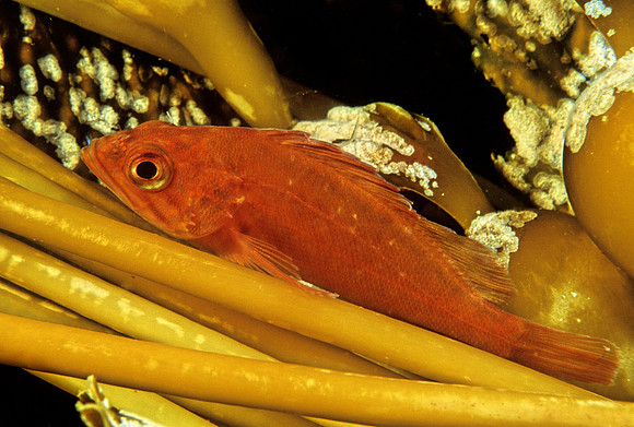 Kelp Rockfish - 2