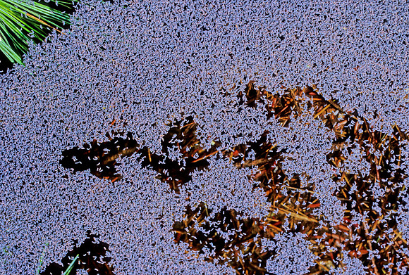 Springtail Aggregation - 1