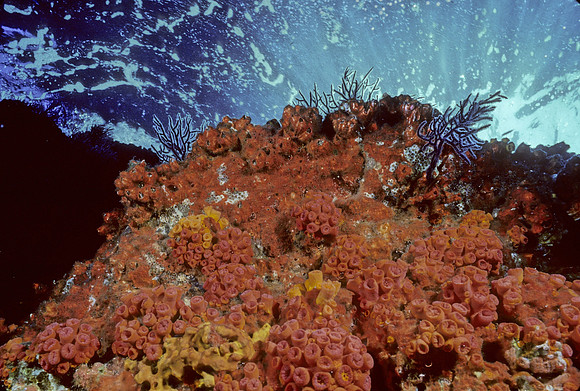 Los Islotes Reef - 1