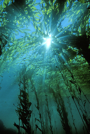 Kelp Forest - 2