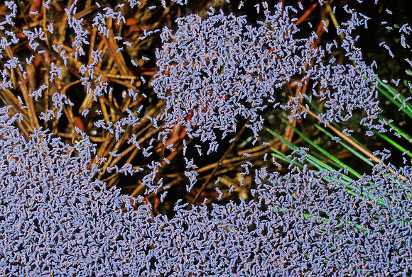 Springtail Aggregation - 3