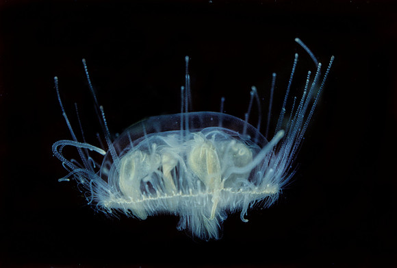 Freshwater Jelly