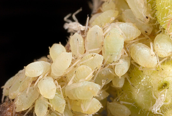 Aphids - 1