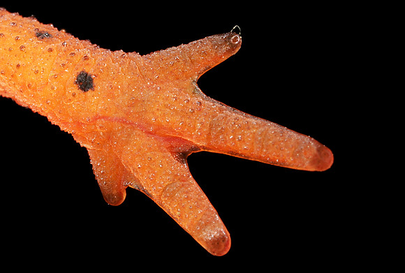 Red Eft Foot - 2