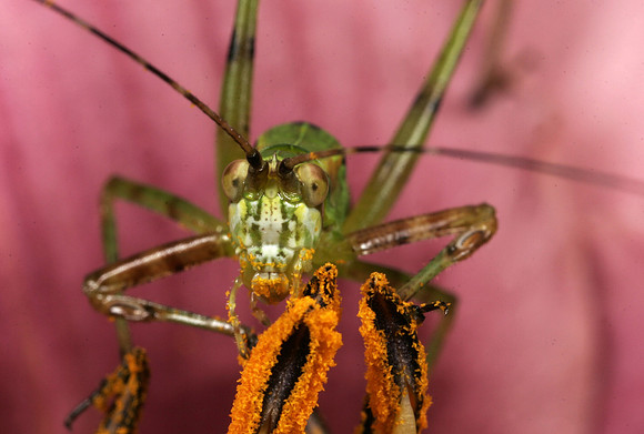 Katydid - 2