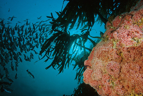 Kelp Forest Reef - 1
