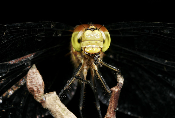 Dragonfly - 12