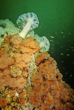 Plumed Anemones