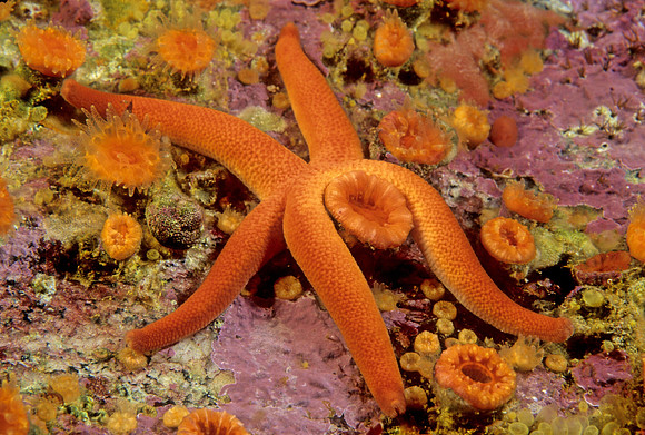 Blood Star & Cup Corals