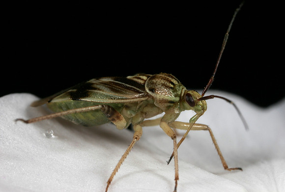 Plant Bug - 3