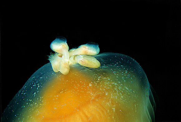 Barnacles on Egg-yolk Jelly - 1