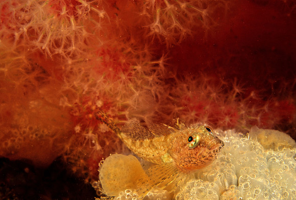 Scalyhead Sculpin - 1