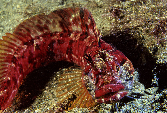One-spot Fringehead - 1