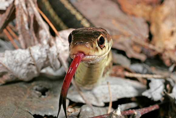 Garter Snake - 1