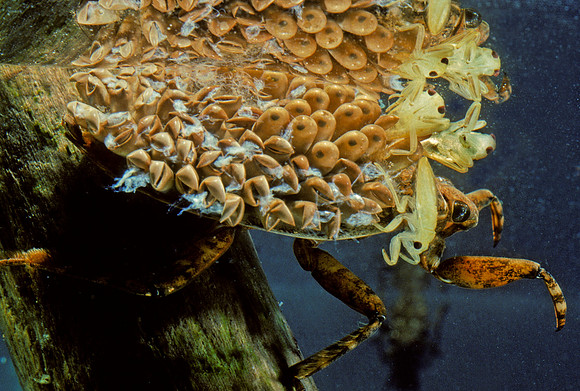 Water Bug Male with Eggs Hatching