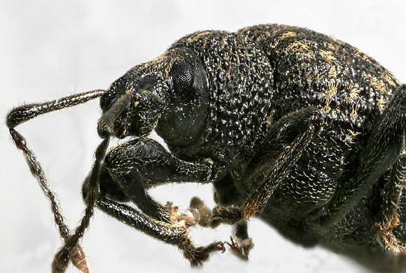 Weevil - 2