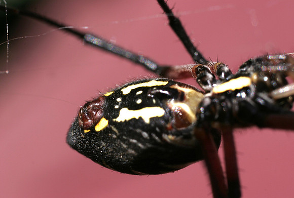 Garden Spider - 1