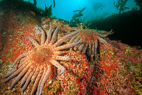 Sunflower Star - 4