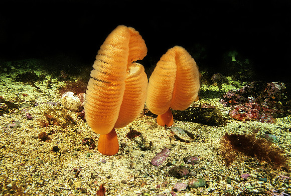 Orange Sea Pen - 2