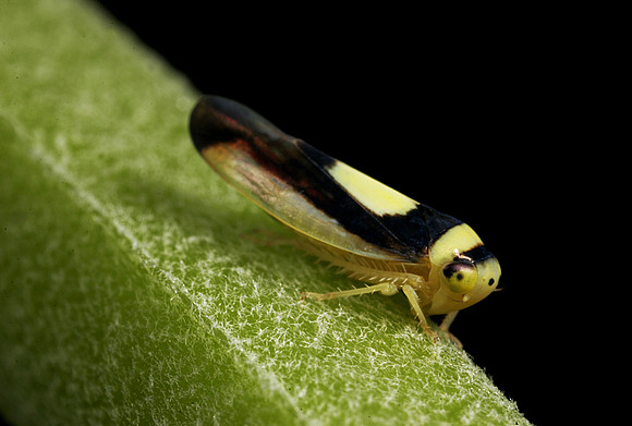 Leafhopper - 9