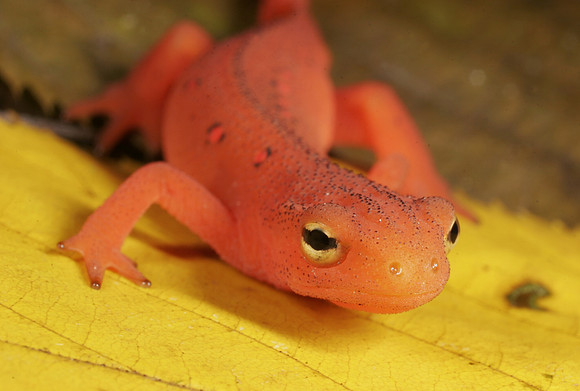 Red Eft Crawling - 1