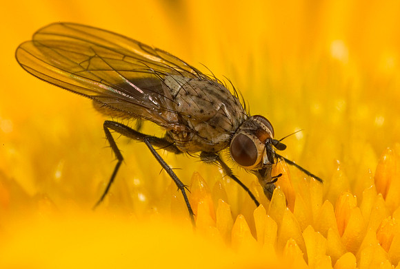 Root-maggot Fly