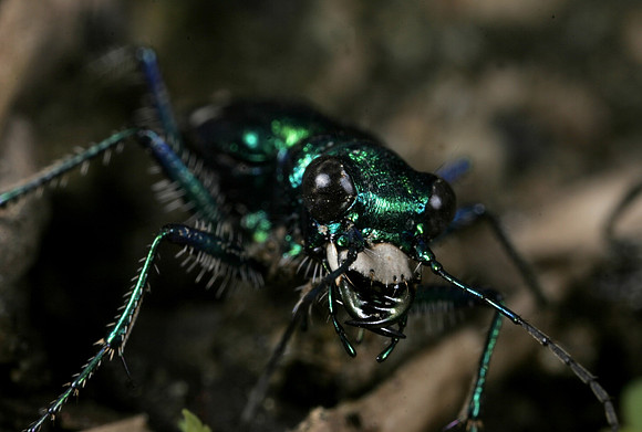 Tiger Beetle - 6