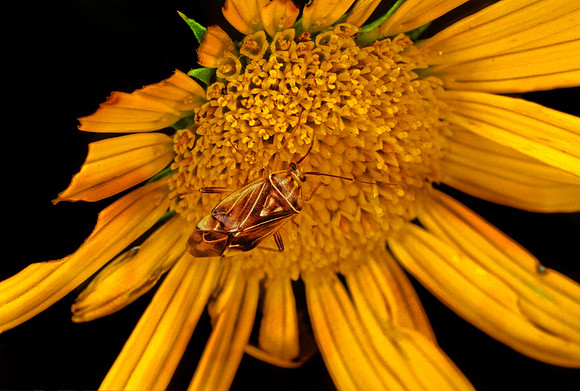 Plant Bug - 4