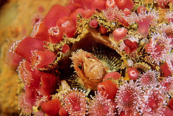 Mosshead Warbonnet - 2