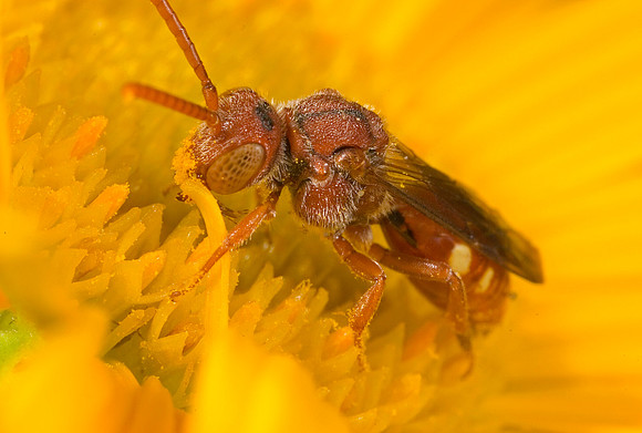 Nomad Bee - 1