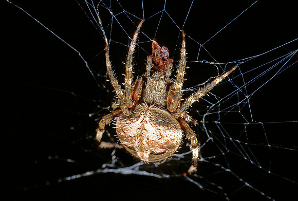 Orbweaving Spider Pair - 2