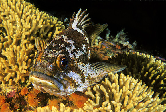 Gopher Rockfish - 2