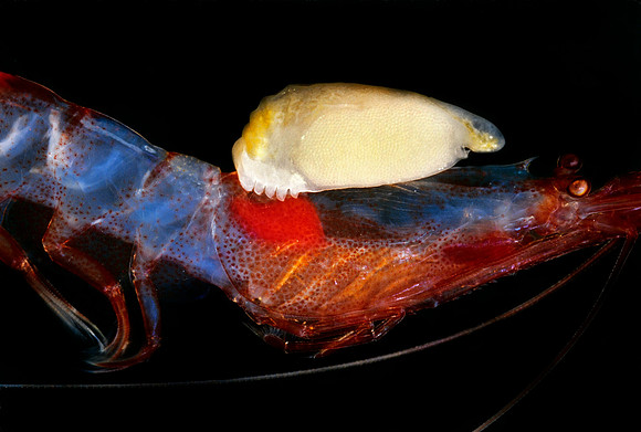 Parasitic Isopod - 1