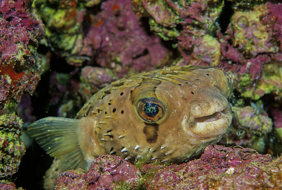 Balloonfish