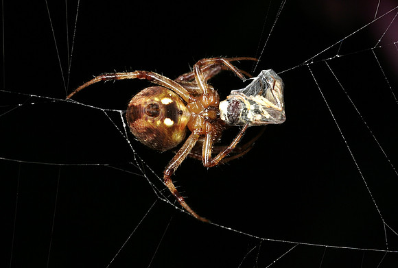 Spider with Prey - 2
