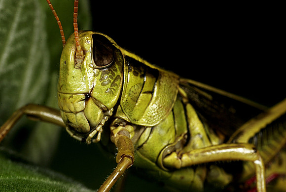 Grasshopper - 5