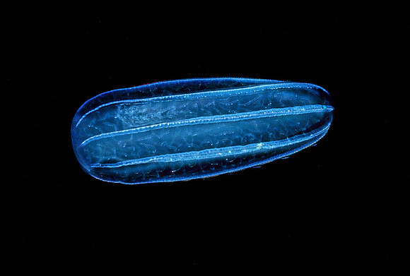 Beroe cucumis - 2