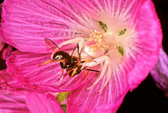 Crab Spider with Prey - 2
