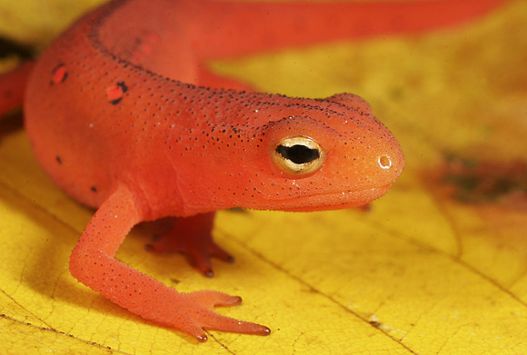 Red Eft Crawling - 3